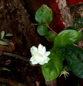 Fresh Jasminum sambac or mogra or Arabian jasmine flower and leaves