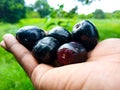 Fresh Java Plum in farmer hand. Syzygium cumini, commonly known as Malabar plum.  Java plum. black plums. jamun. Fresh fruit. Royalty Free Stock Photo