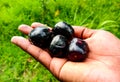 Fresh Java Plum in farmer hand. Syzygium cumini, commonly known as Malabar plum.  Java plum. black plums. jamun. Fresh fruit. Royalty Free Stock Photo