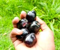 Fresh Java Plum in farmer hand. Syzygium cumini, commonly known as Malabar plum.  Java plum. black plums. jamun. Fresh fruit. Royalty Free Stock Photo