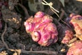 Fresh Jerusalem artichoke root tubers dug out from the soil close up