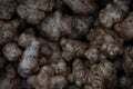 Fresh Jerusalem artichoke tubers.