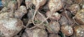 Fresh Jicama Roots (Bengkuang) Close Up Royalty Free Stock Photo