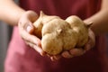 Fresh jicama or yam bean holding by hand Royalty Free Stock Photo
