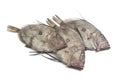 Fresh John Dory fishes