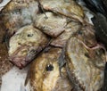 Fresh John Dory fishes or St.Pierre at fish market