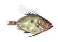 FRESH JOHN DORY zeus faber AGAINST WHITE BACKGROUND