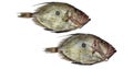 Fresh John Dory, zeus faber, Fish against White Background Royalty Free Stock Photo