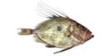 Fresh John Dory, zeus faber, Fish against White Background Royalty Free Stock Photo