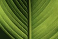 Fresh jucy green leaf closeup macro Royalty Free Stock Photo