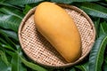 Fresh juicy beautiful mango fruit in bamboo sieve over green leaf background. Tropical summer harvest concept, top view, close up Royalty Free Stock Photo