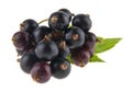 Fresh, juicy black currant isolated on white background Royalty Free Stock Photo