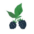 Fresh juicy blackberry vector flat illustration. Hand drawn edible berries with stem and leaves isolated on white