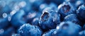 Fresh, Juicy Blueberries, Captured On A Clear Background, Ready To Devour Royalty Free Stock Photo