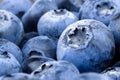 Fresh and juicy Blueberry macro closeup