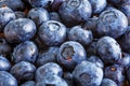 Fresh juicy blueberry vitaminous Royalty Free Stock Photo