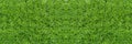 Fresh, juicy, bright green grass. Top view. Royalty Free Stock Photo