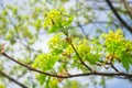 Fresh juicy bright leaves on thin branches of young trees