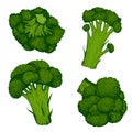 Fresh Juicy Broccoli colorful Green Vegetable collection Organic Vegetarian product, isolated on white.