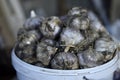 Fresh and juicy bulbs of Amaryllidaceae garlic in a heap