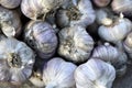 Fresh and juicy bulbs of Amaryllidaceae garlic in a heap