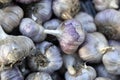 Fresh and juicy bulbs of Amaryllidaceae garlic in a heap
