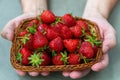 Fresh , juicy ,delicious strawberries in the basket hold men`s hands Royalty Free Stock Photo