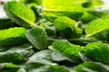 Fresh, juicy and fragrant mint leaves close up