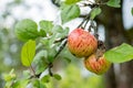 Fresh juicy fruits ripening on apple tree branch. Organic fruits in home garden.Green apples with pink stripes growing Royalty Free Stock Photo