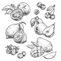 Fresh and juicy fruits set 2. hand drawn illustration isolated on white background.