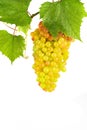 Fresh juicy golden wine grape on the bush branch green leaves Royalty Free Stock Photo