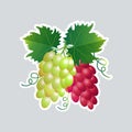 Fresh juicy grape branch icon tasty ripe fruit sticker healthy food concept