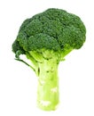 Fresh Juicy Green Broccoli Isolated Royalty Free Stock Photo