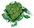 Fresh Juicy Green Broccoli on White Background Royalty Free Stock Photo