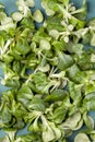 Fresh juicy green corn salad, full frame. Photo studio Royalty Free Stock Photo