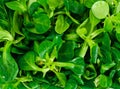 Fresh Juicy Green Corn Salad Isolated on White Background Royalty Free Stock Photo