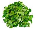 Fresh Juicy Green Corn Salad Isolated on White Background Royalty Free Stock Photo