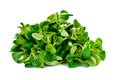 Fresh Juicy Green Corn Salad Isolated on White Background Royalty Free Stock Photo