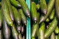 Fresh juicy green cucumbers on the supermarket counter. Cucumber background, ripe vegetables Royalty Free Stock Photo