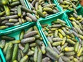 Fresh juicy green cucumbers on the supermarket counter. Cucumber background, ripe vegetables Royalty Free Stock Photo