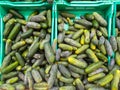 Fresh juicy green cucumbers on the supermarket counter. Cucumber background, ripe vegetables Royalty Free Stock Photo