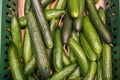 Fresh juicy green cucumbers on the supermarket counter. Cucumber background, ripe vegetables Royalty Free Stock Photo