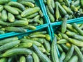 Fresh juicy green cucumbers on the supermarket counter. Cucumber background, ripe vegetables Royalty Free Stock Photo