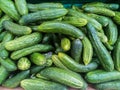 Fresh juicy green cucumbers on the supermarket counter. Cucumber background, ripe vegetables Royalty Free Stock Photo