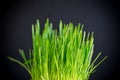 Fresh juicy green grass on black background Royalty Free Stock Photo