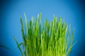 Fresh juicy green grass on blue background Royalty Free Stock Photo