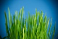 Fresh juicy green grass on blue background Royalty Free Stock Photo