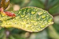 Fresh juicy green leaf in droplets of morning dew outdoors. Beautiful water drop on leaf at nature close-up macro. Royalty Free Stock Photo