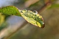 Fresh juicy green leaf in droplets of morning dew outdoors. Beautiful water drop on leaf at nature close-up macro. Royalty Free Stock Photo