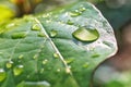 Fresh juicy green leaf in droplets of morning dew outdoors. Beautiful water drop on leaf at nature close-up macro. Royalty Free Stock Photo